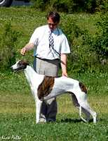 Mustiala 1.-2.7.2006 Greyhounds