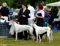 Greyhounds Tuusula 4.7.2009