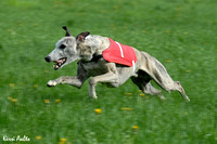 Coursing 6.6.2006