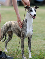 Helsinki 23.7.2011 Whippets