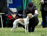Finnish Whippet Club Specialty 6.6.2009