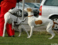 Greyhounds 2.5.2005