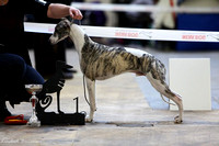 Junior Winner Rheinberg '11 - 11 months old