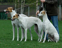 Greyhounds & Poju 16.5.2005