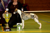 Oban at the Dutch Puppie & Veteran Specialty 2010 Best in Show at 10 months!