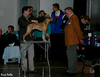 Helsinki puppy show 4.3.2007