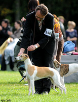 Tampere 18.9.2011 Whippets