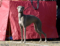 Valkeakoski 23.8.2008 Italian Greyhounds
