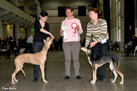Helsinki puppy show 16.11.2008