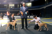 25.9.2016 Tallinn dog show